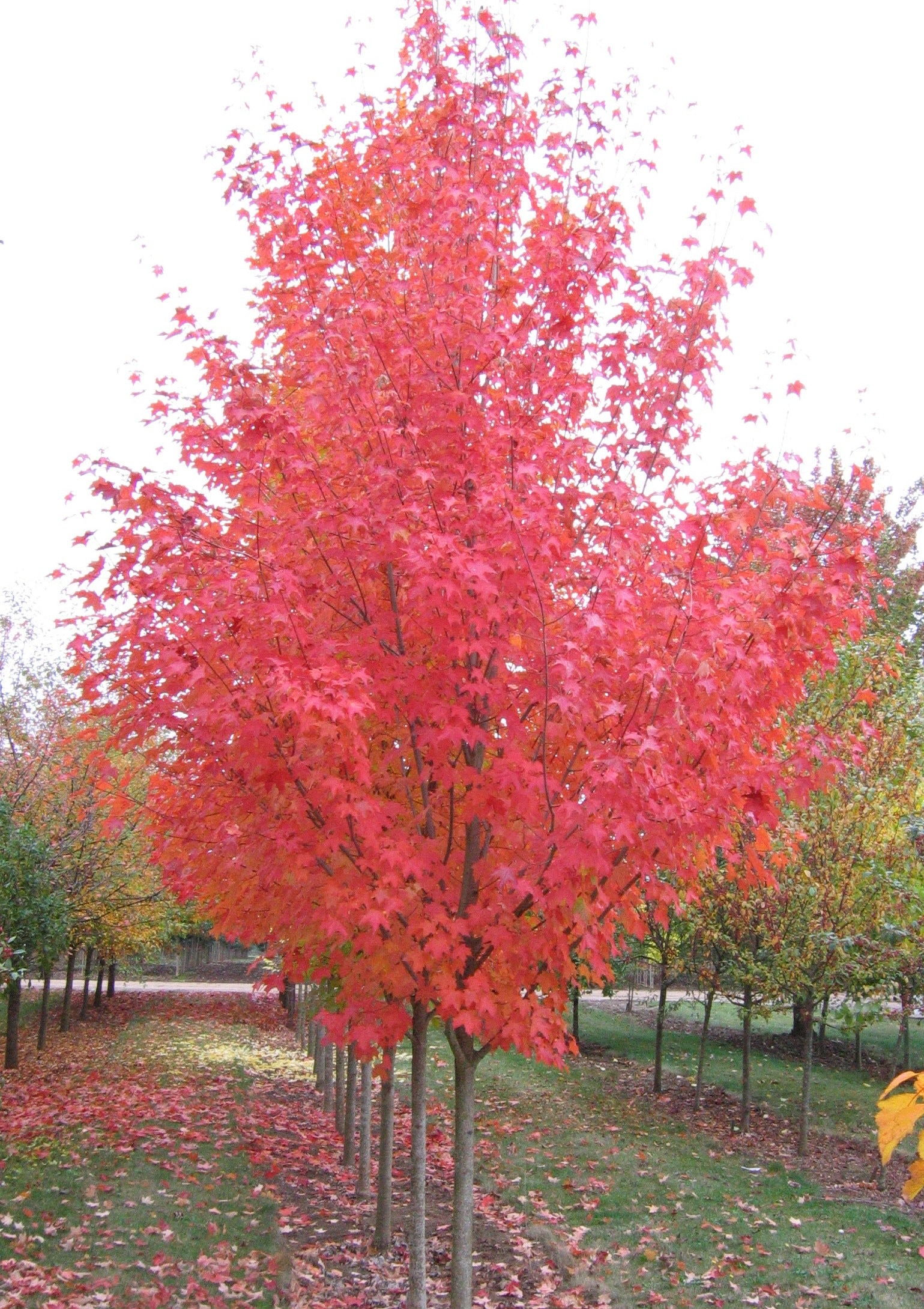 Acer grandidentatum x saccharum Highland Park Hipzam Highland Park Bigtooth Maple