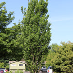 Celtis occidentalis Prairie Sentinel JFS KSU1 Prairie Sentinel Hackberry