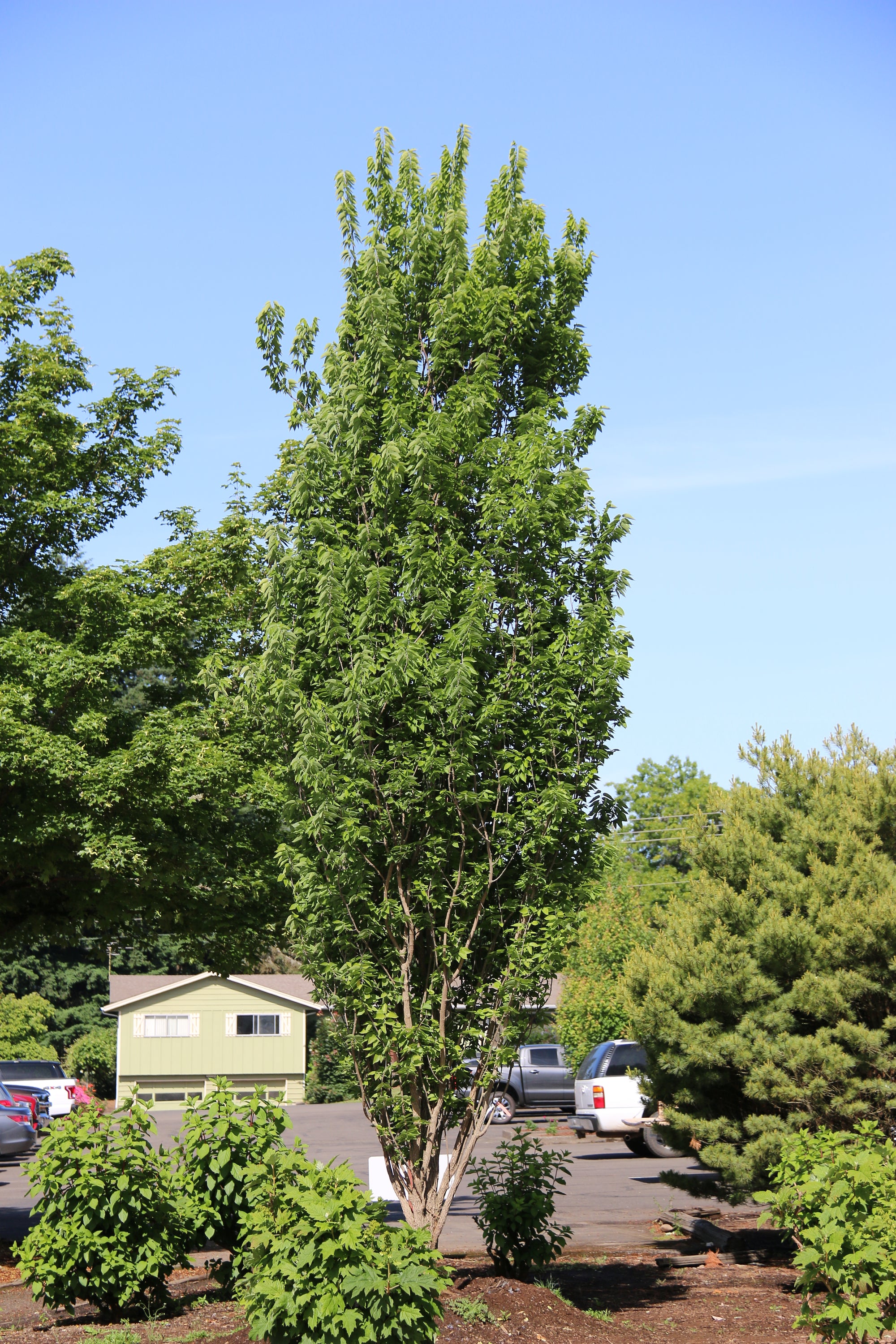 Celtis occidentalis Prairie Sentinel JFS KSU1 Prairie Sentinel Hackberry