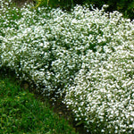 Gypsophila repens Alba Creeping Baby's Breath