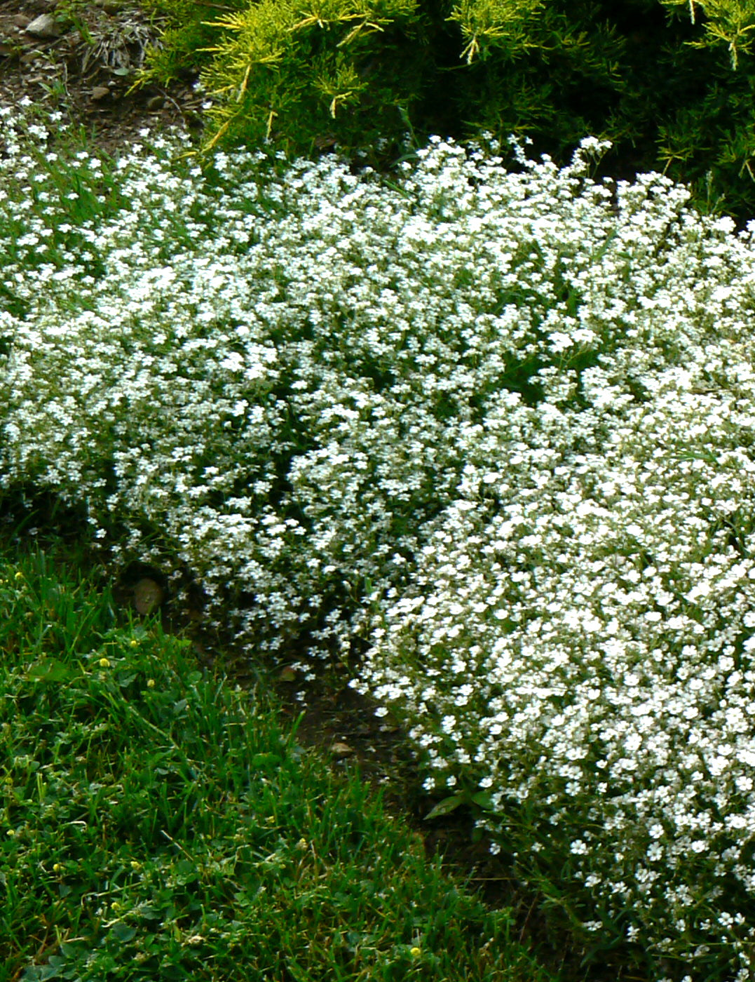 Gypsophila repens Alba Creeping Baby's Breath