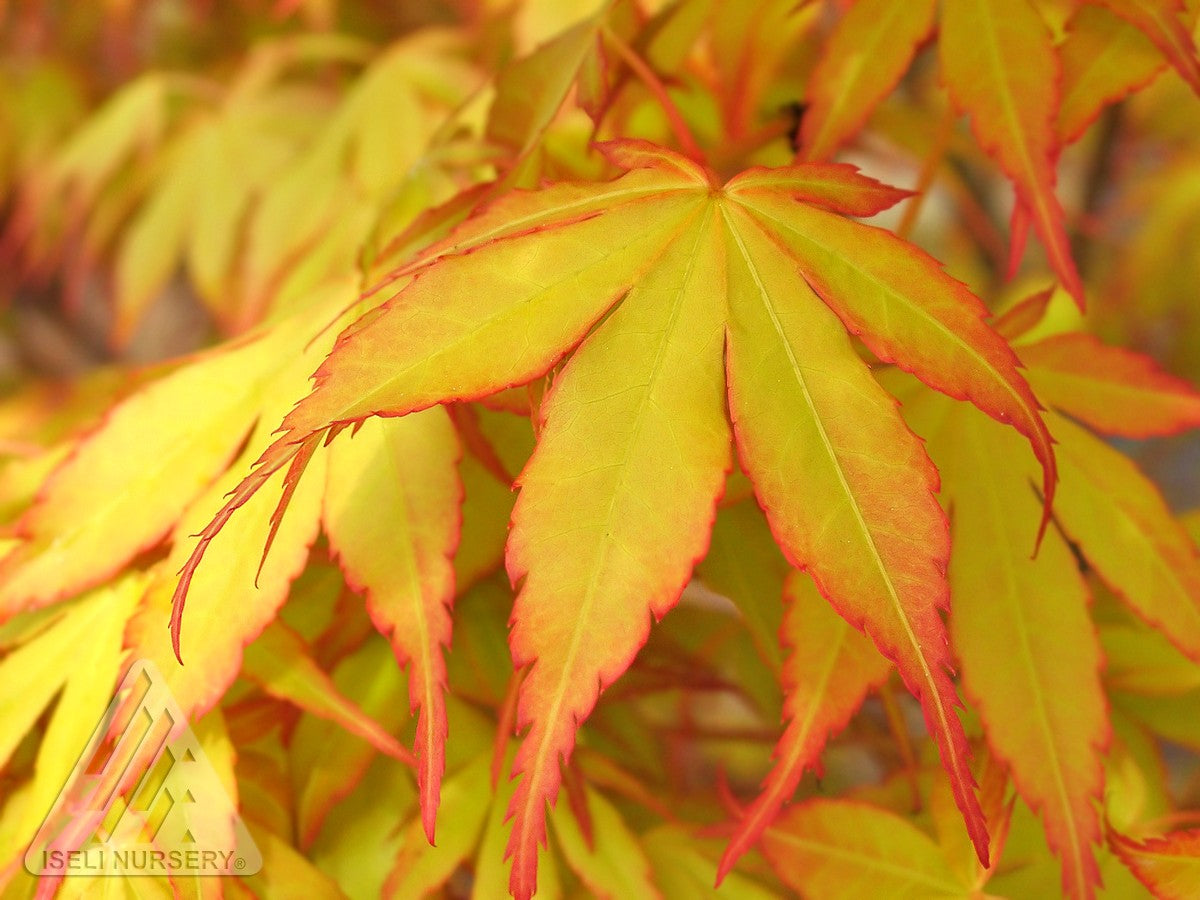 Acer palmatum Katsura Katsura Japanese Maple