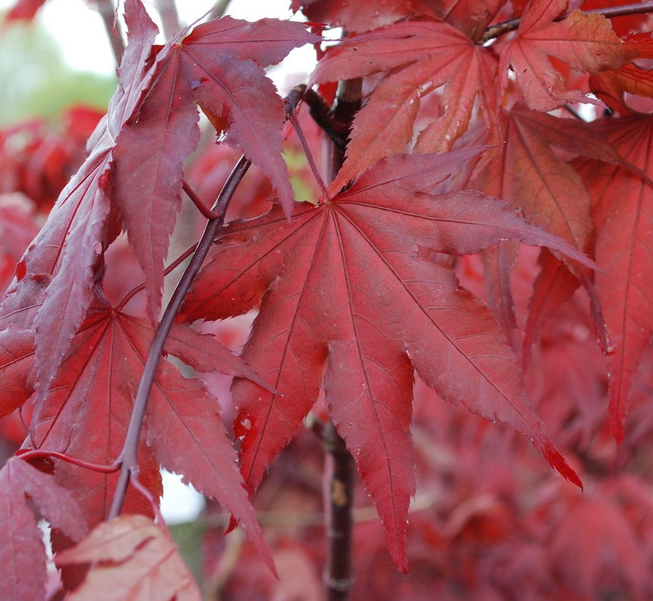Acer palmatum Purple Ghost Purple Ghost Japanese Maple
