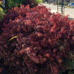 Acer palmatum var. dissectum Orangeola Orangeola Japanese Maple