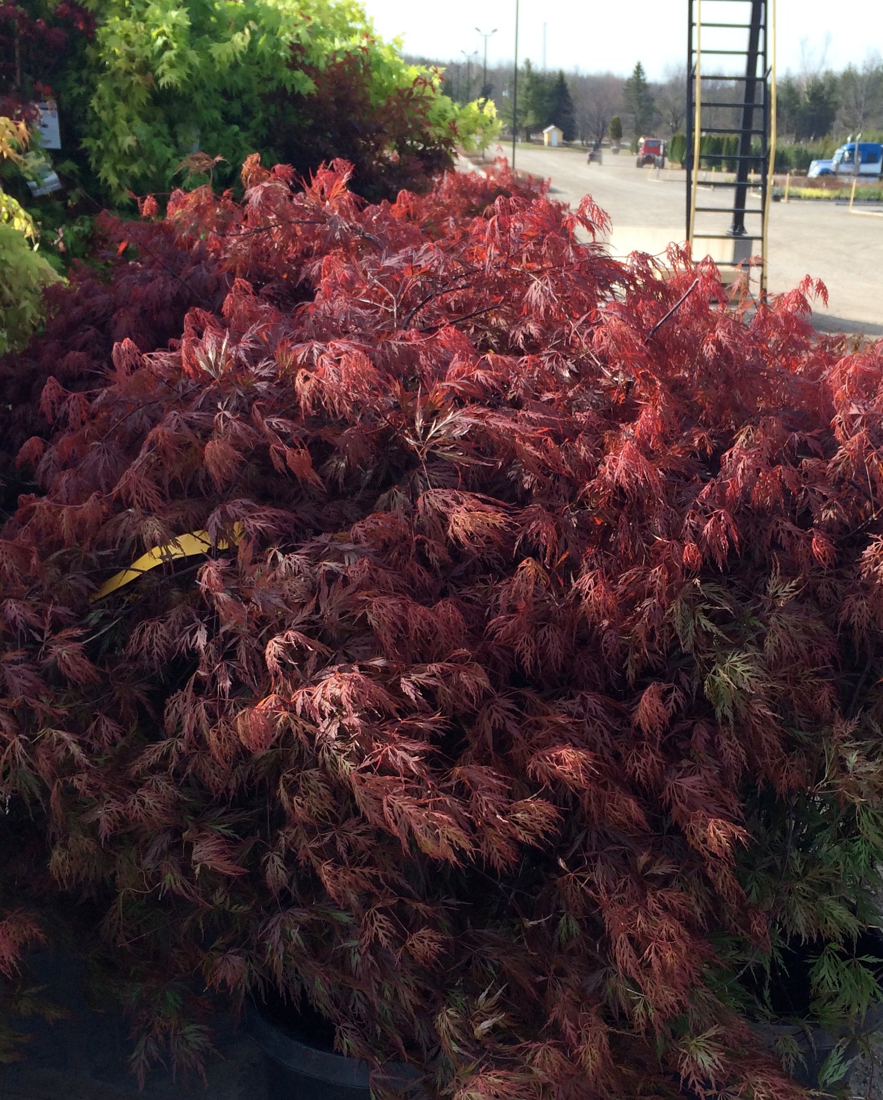 Acer palmatum var. dissectum Orangeola Orangeola Japanese Maple