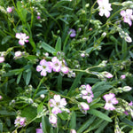 Gypsophila repens Rosea Creeping Baby's Breath