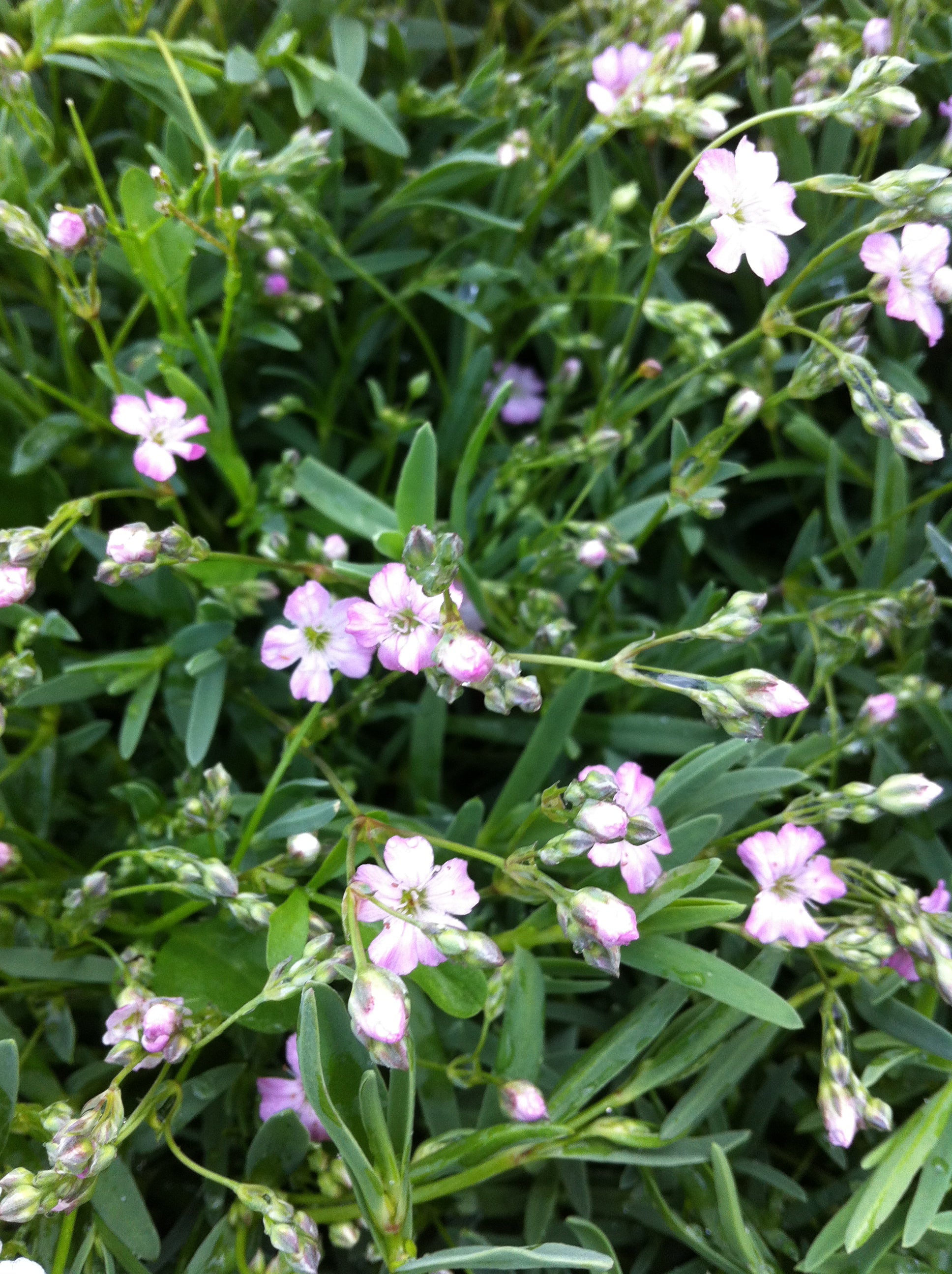 Gypsophila repens Rosea Creeping Baby's Breath