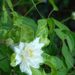Clematis Duchess of Edinburgh Duchess of Edinburgh Clematis