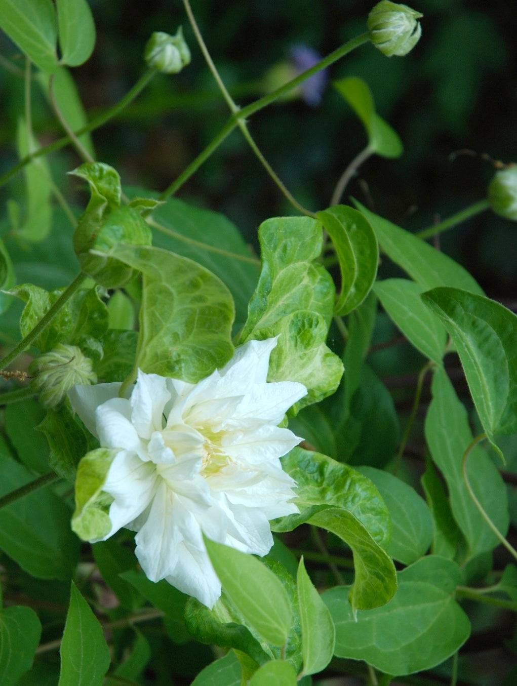 Clematis Duchess of Edinburgh Duchess of Edinburgh Clematis