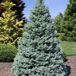 Picea pungens Sester Dwarf Sester Dwarf Blue Spruce