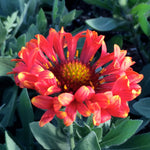 Gaillardia x grandiflora Fanfare Blaze PP23494 Blanket Flower
