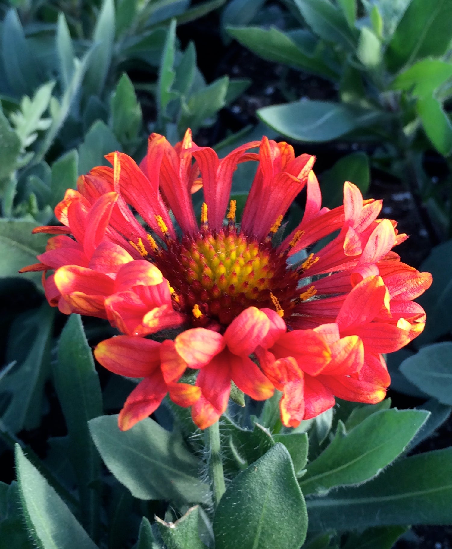 Gaillardia x grandiflora Fanfare Blaze PP23494 Blanket Flower