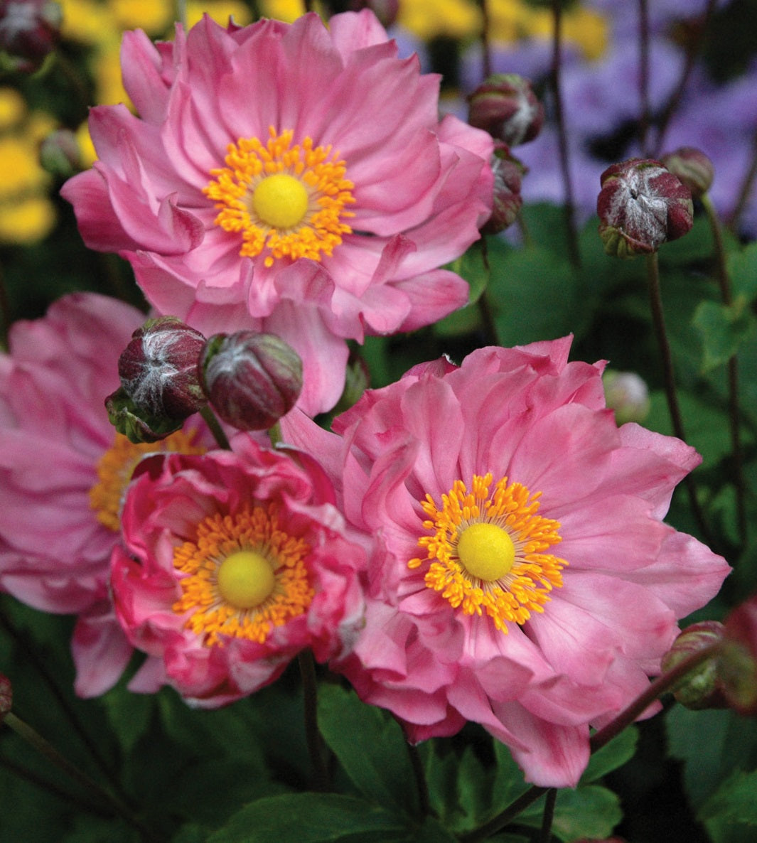 Anemone hupehensis Pretty Lady Emily PP22303, COPF Japanese Anemone