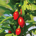 Goji Berry Dynamite Goji Berry