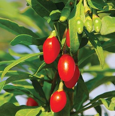 Goji Berry Dynamite Goji Berry