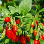 Goji Berry Firecracker Goji Berry