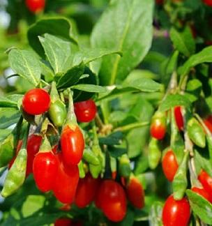 Goji Berry Firecracker Goji Berry