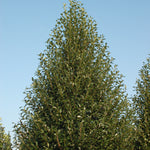 Nyssa sylvatica Green Gable NSUHH PP22951 Green Gable Black Gum