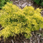 Juniperus chinensis Gold Lace PP8202 Gold Lace Juniper