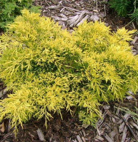 Juniperus chinensis Gold Lace PP8202 Gold Lace Juniper