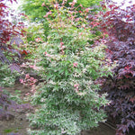 Acer palmatum Butterfly Butterfly Japanese Maple