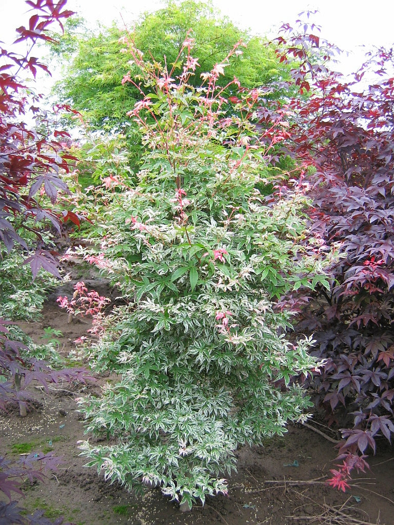 Acer palmatum Butterfly Butterfly Japanese Maple