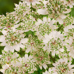 Astrantia major Star of Billion PP20352 Star of Billion Masterwort