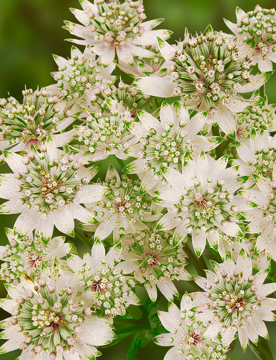 Astrantia major Star of Billion PP20352 Star of Billion Masterwort