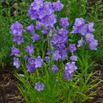 Campanula persicifolia Takion Blue Takion Blue Peach leaved Bellflower