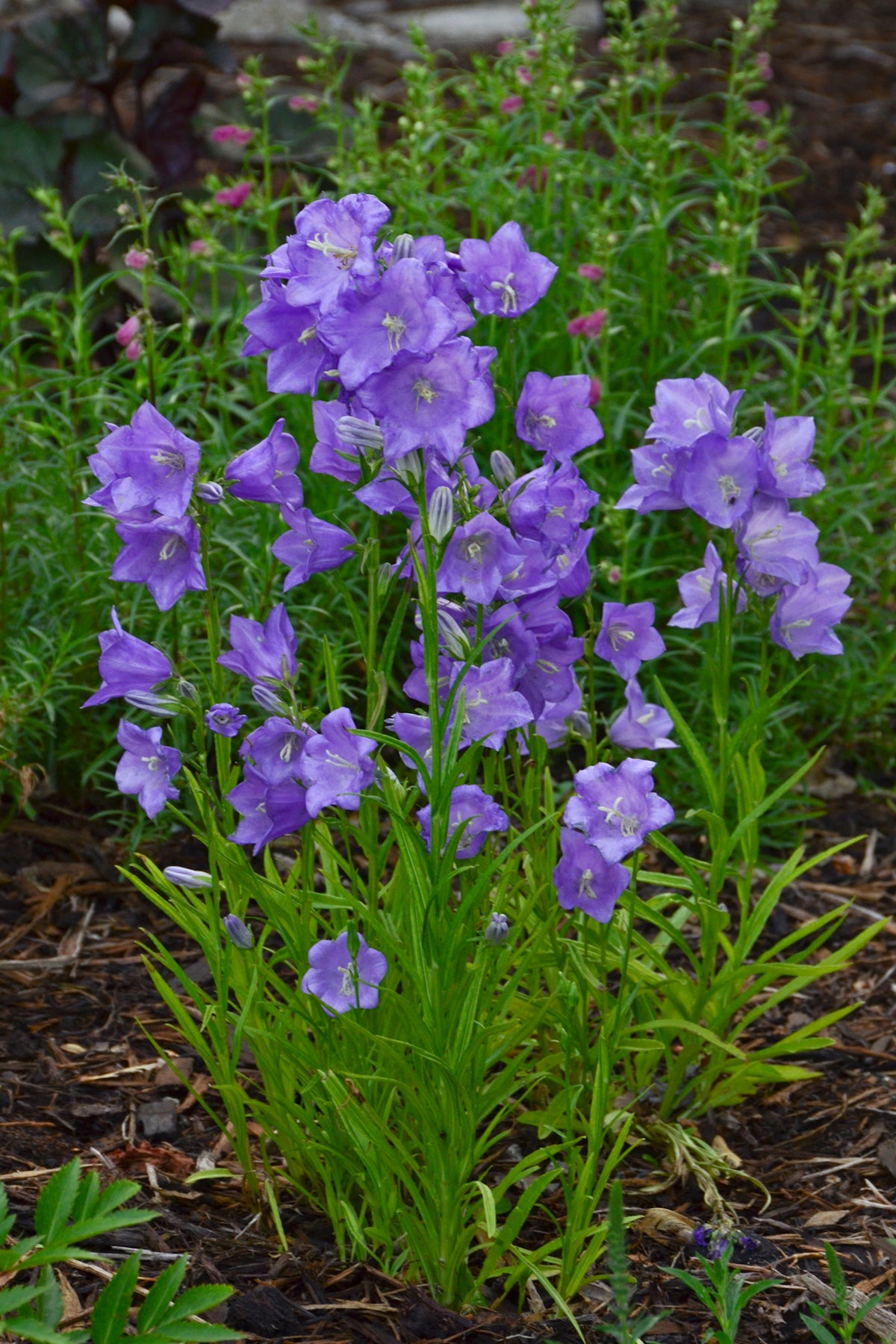 Campanula persicifolia Takion Blue Takion Blue Peach leaved Bellflower