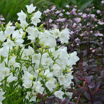 Campanula persicifolia Takion White Takion White Peach leaved Bellflower