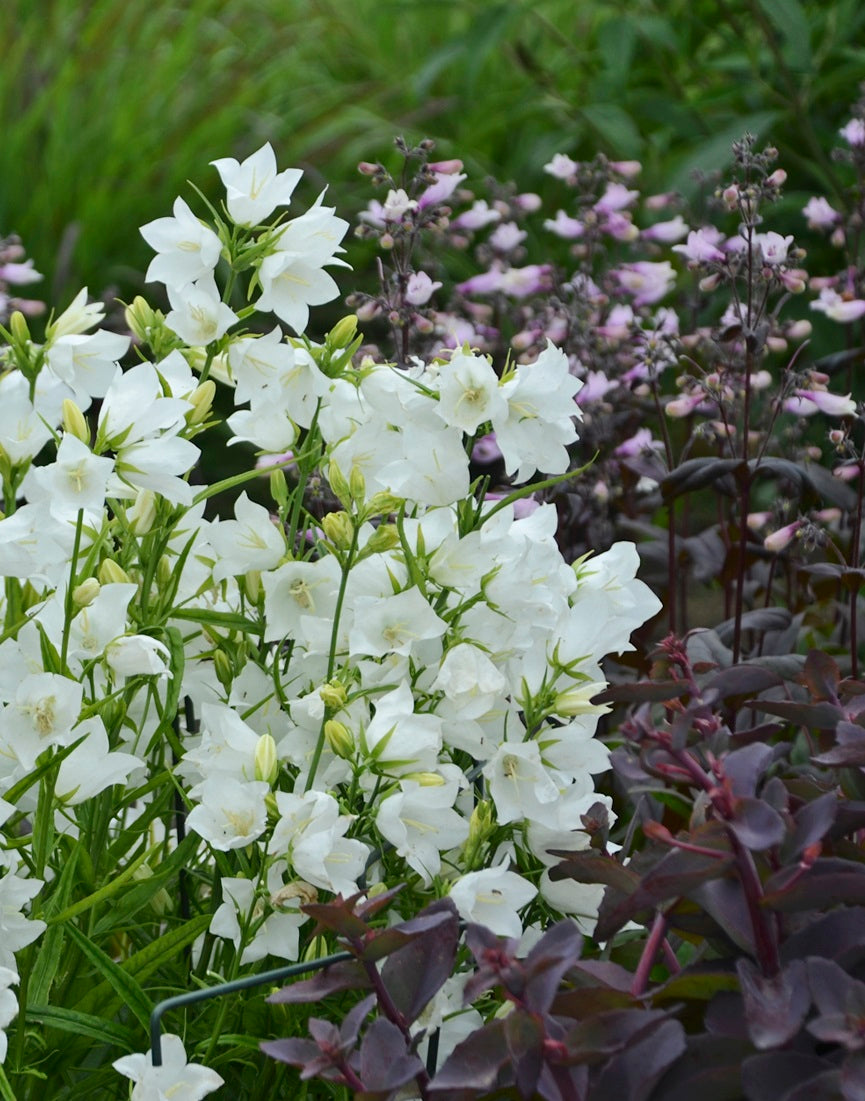 Campanula persicifolia Takion White Takion White Peach leaved Bellflower
