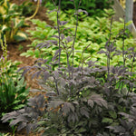 Cimicifuga x Chocoholic PP24821 Purple leaf Bugbane