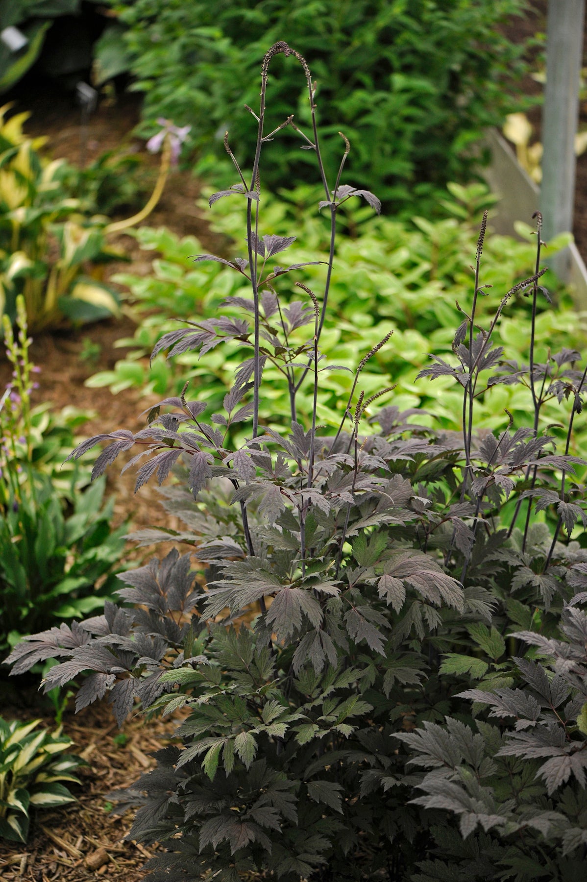 Cimicifuga x Chocoholic PP24821 Purple leaf Bugbane