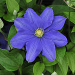 Clematis Fujimusume Clematis