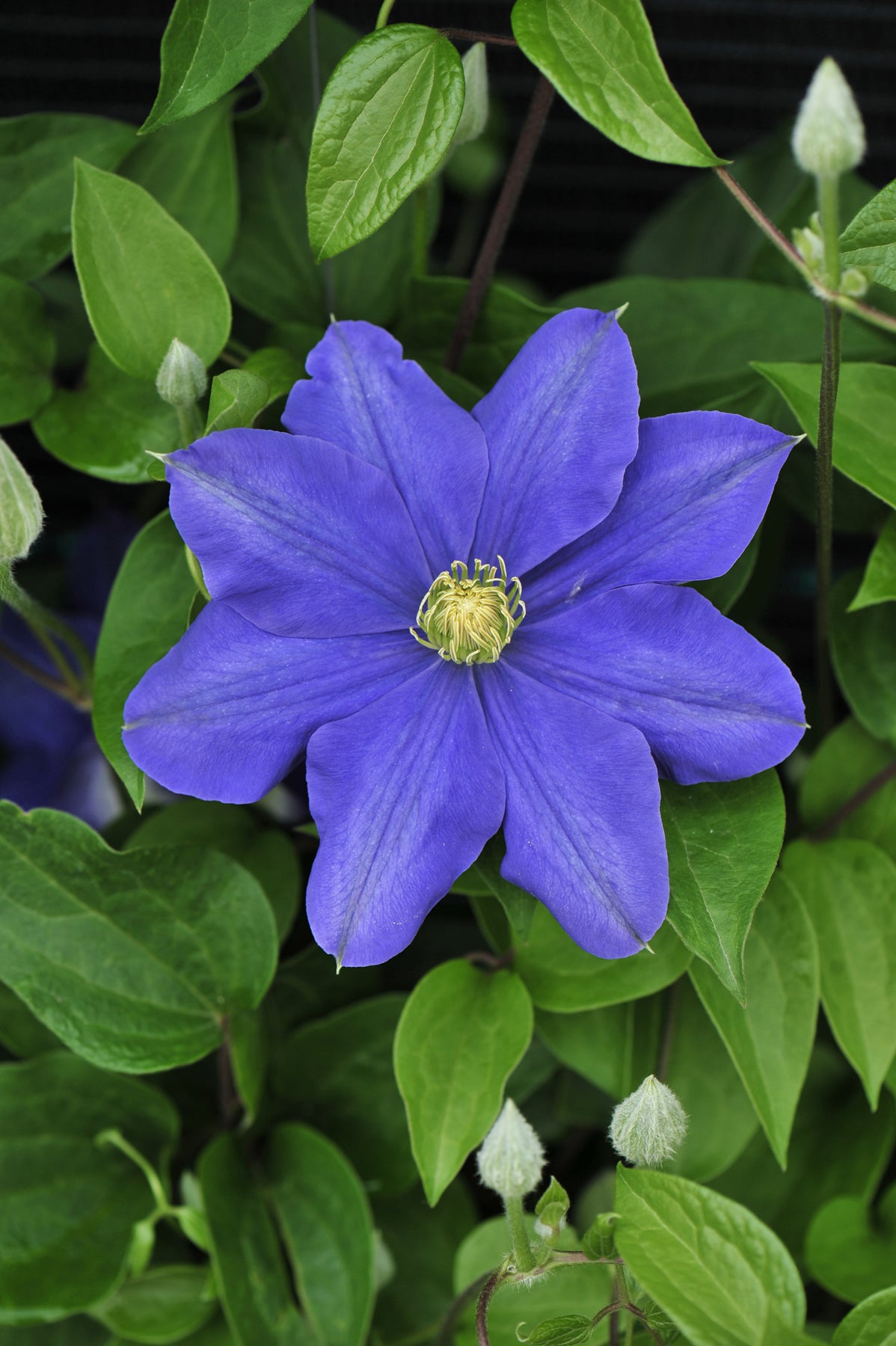 Clematis Fujimusume Fujimusume Clematis