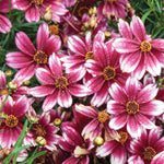 Coreopsis x Berry Chiffon PPAF Tickseed