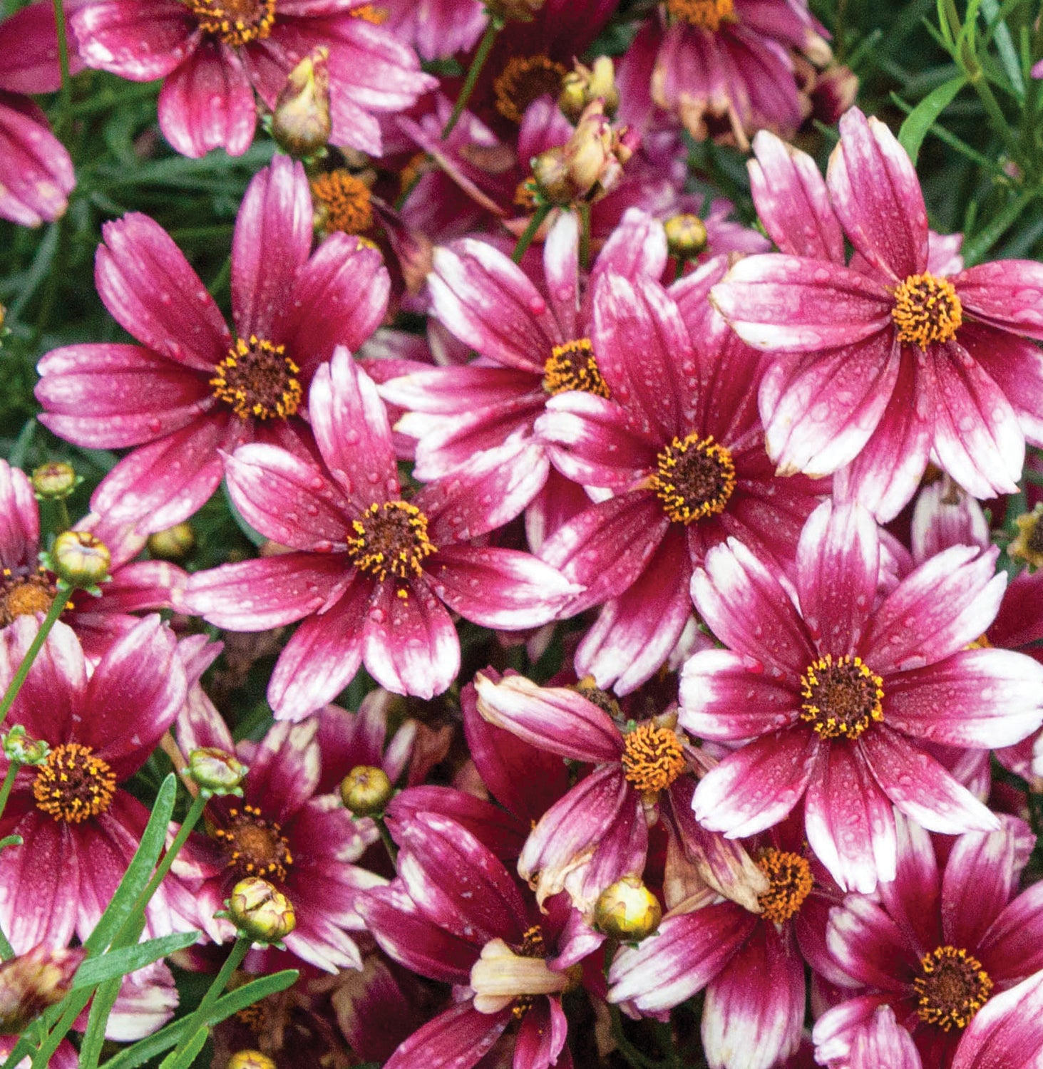 Coreopsis x Berry Chiffon PPAF Tickseed