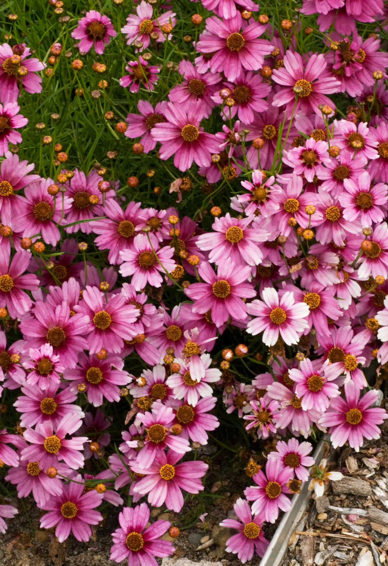 Coreopsis rosea Heaven's Gate PP16016 Heaven's Gate Tickseed