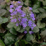 Ajuga reptans Bronze Beauty Bronze Beauty Bugleweed