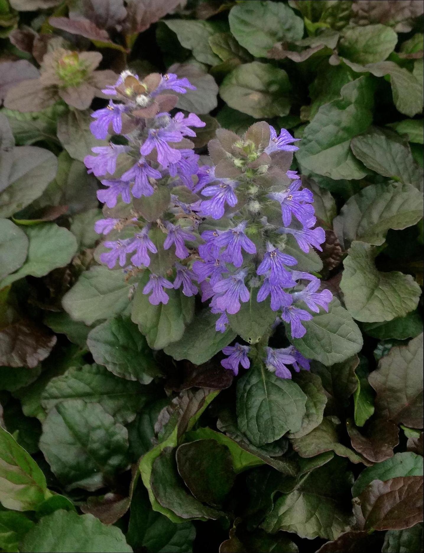 Ajuga reptans Bronze Beauty Bronze Beauty Bugleweed