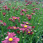 Coreopsis x Red Elf PPAF Tickseed