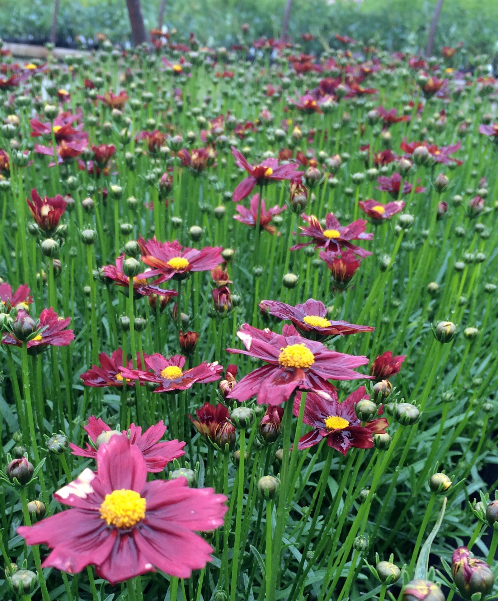 Coreopsis x Red Elf PPAF Tickseed
