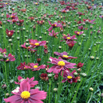 Coreopsis x Red Elf PP27918 Red Elf Tickseed