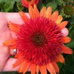 Echinacea x Double Scoop Orangeberry Balscoberr PP23145, CPBR4669 Orangeberry Coneflower