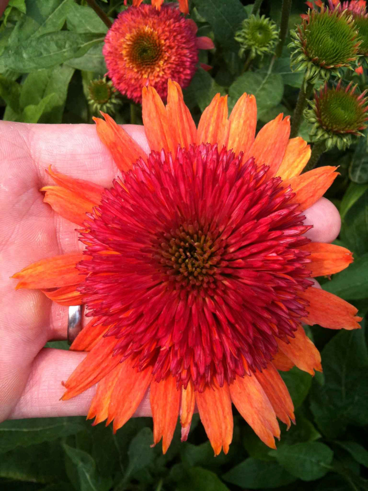 Echinacea x Double Scoop Orangeberry Balscoberr PP23145, CPBR4669 Orangeberry Coneflower