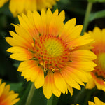 Gaillardia x grandiflora Mesa Peach Peach Blanket Flower