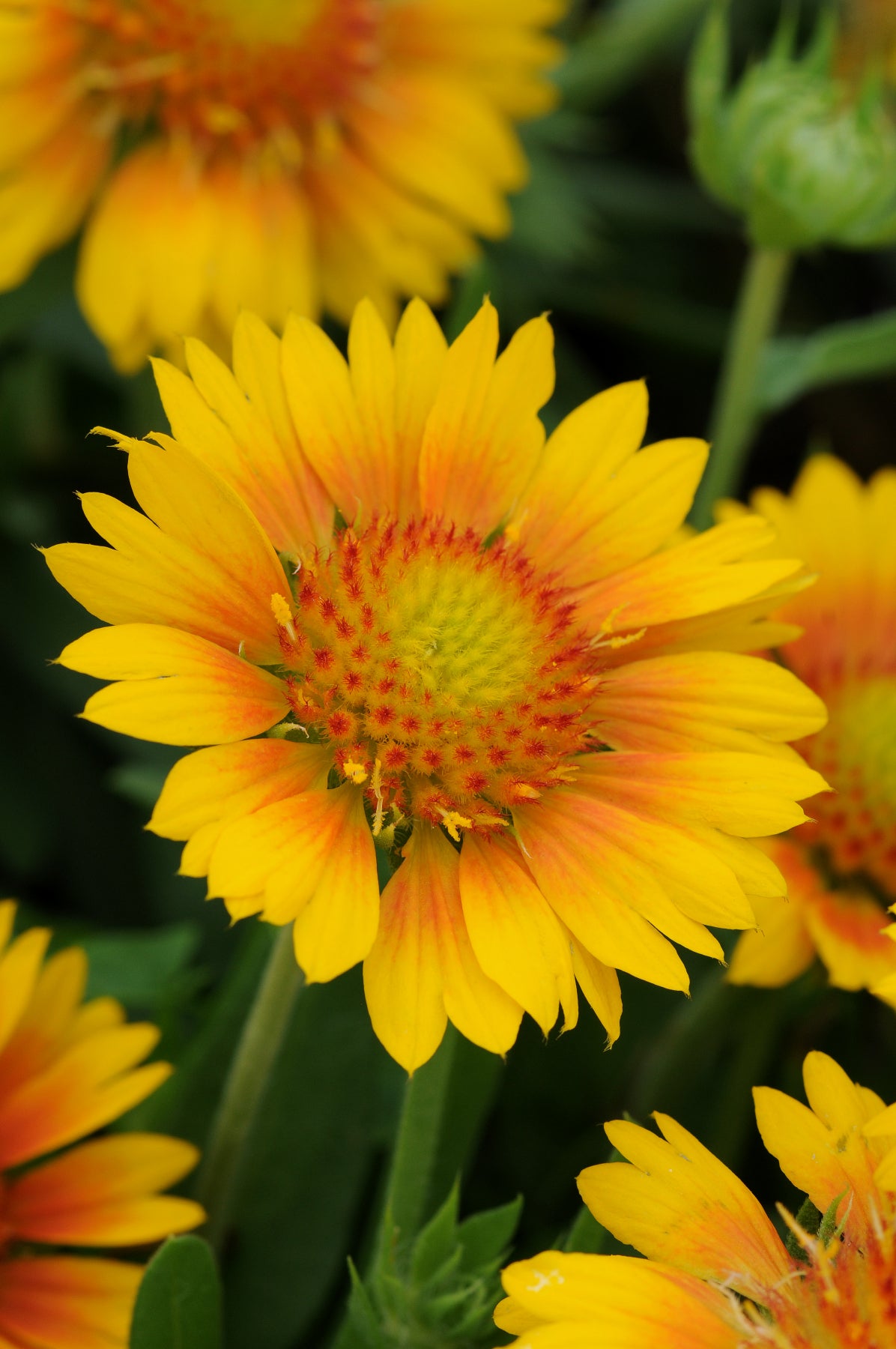 Gaillardia x grandiflora Mesa Peach Peach Blanket Flower
