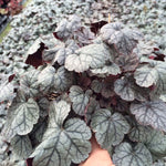 Heuchera x Silver Scrolls PP12066 Coral Bells