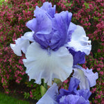 Iris germanica Crowned Heads Tall Bearded Iris